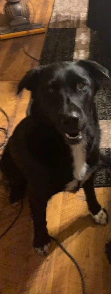 Lost dog in Comstock, WI, 54826