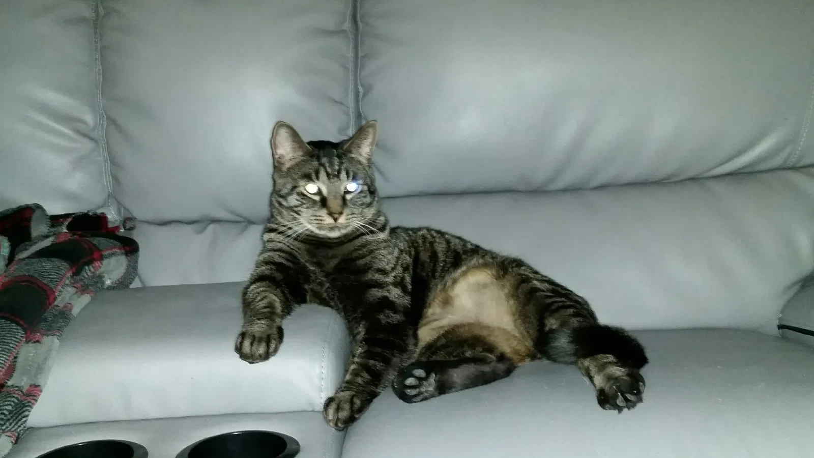 Lost cat in Burton, MI, 48529