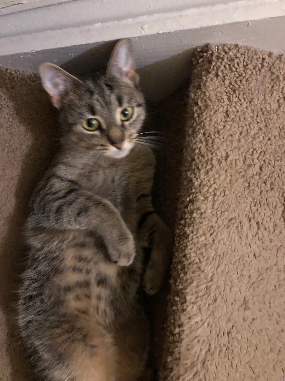 Lost cat in Aston, PA, 19014