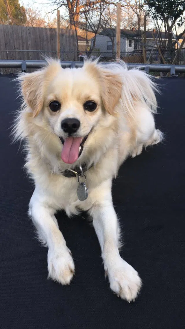 Lost dog in Balch Springs, TX, 75180