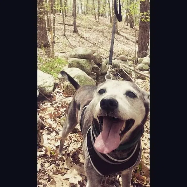 Lost dog in Ledyard, CT, 6339
