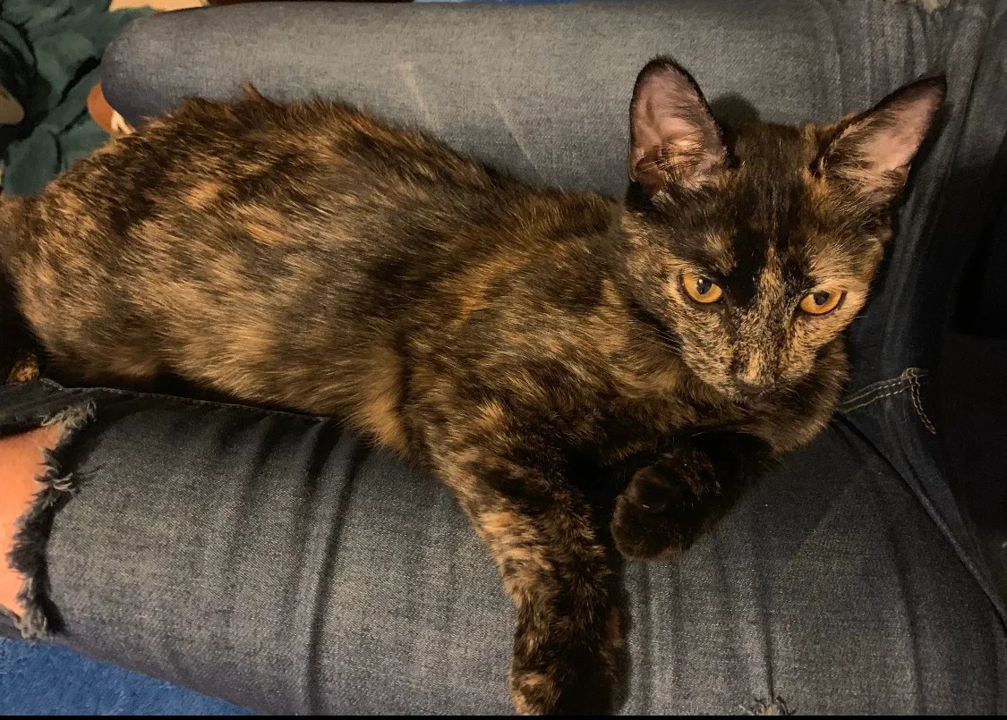 Lost cat in Dothan, AL, 36303