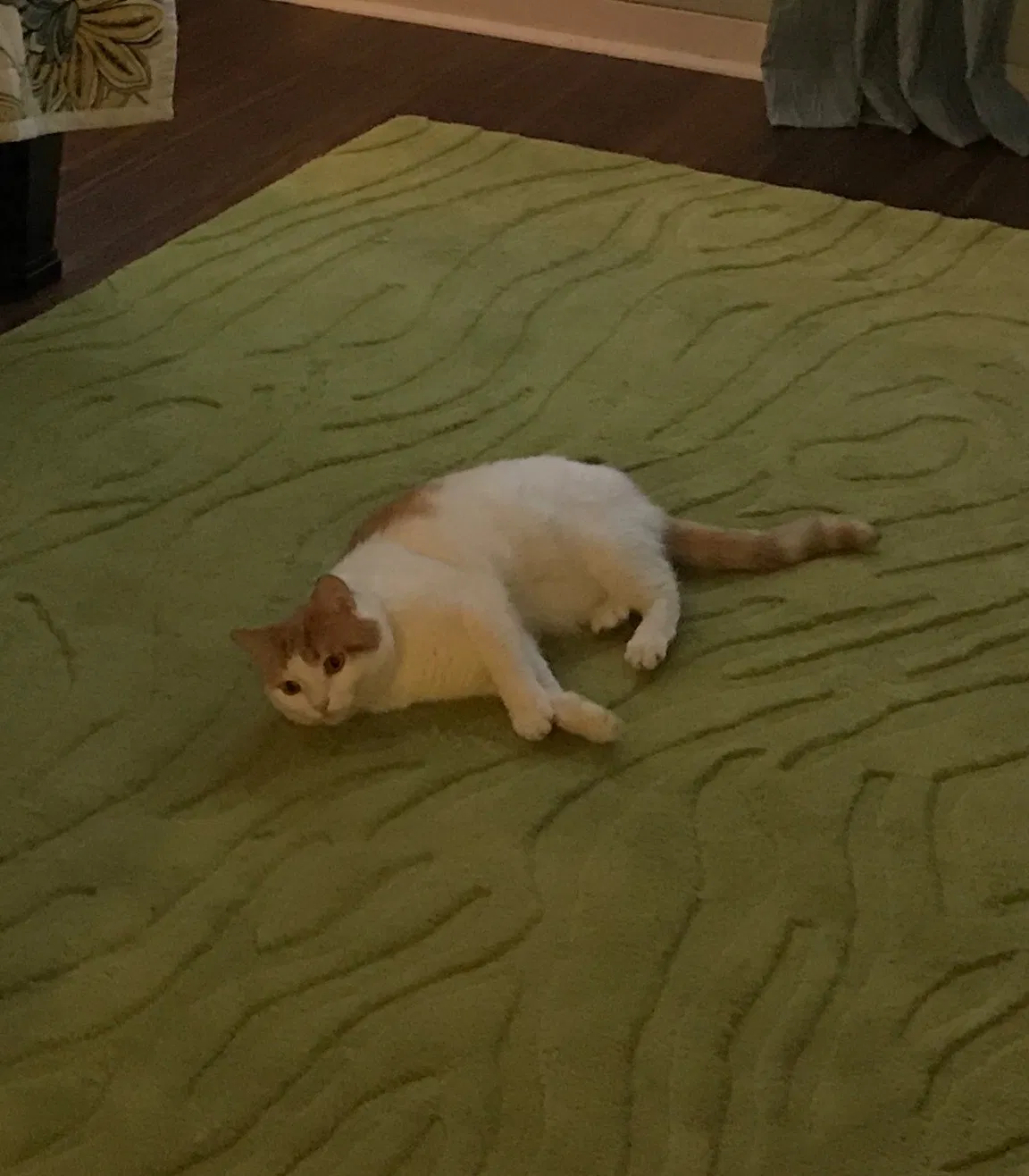 Lost cat in Saint Petersburg, FL, 33712
