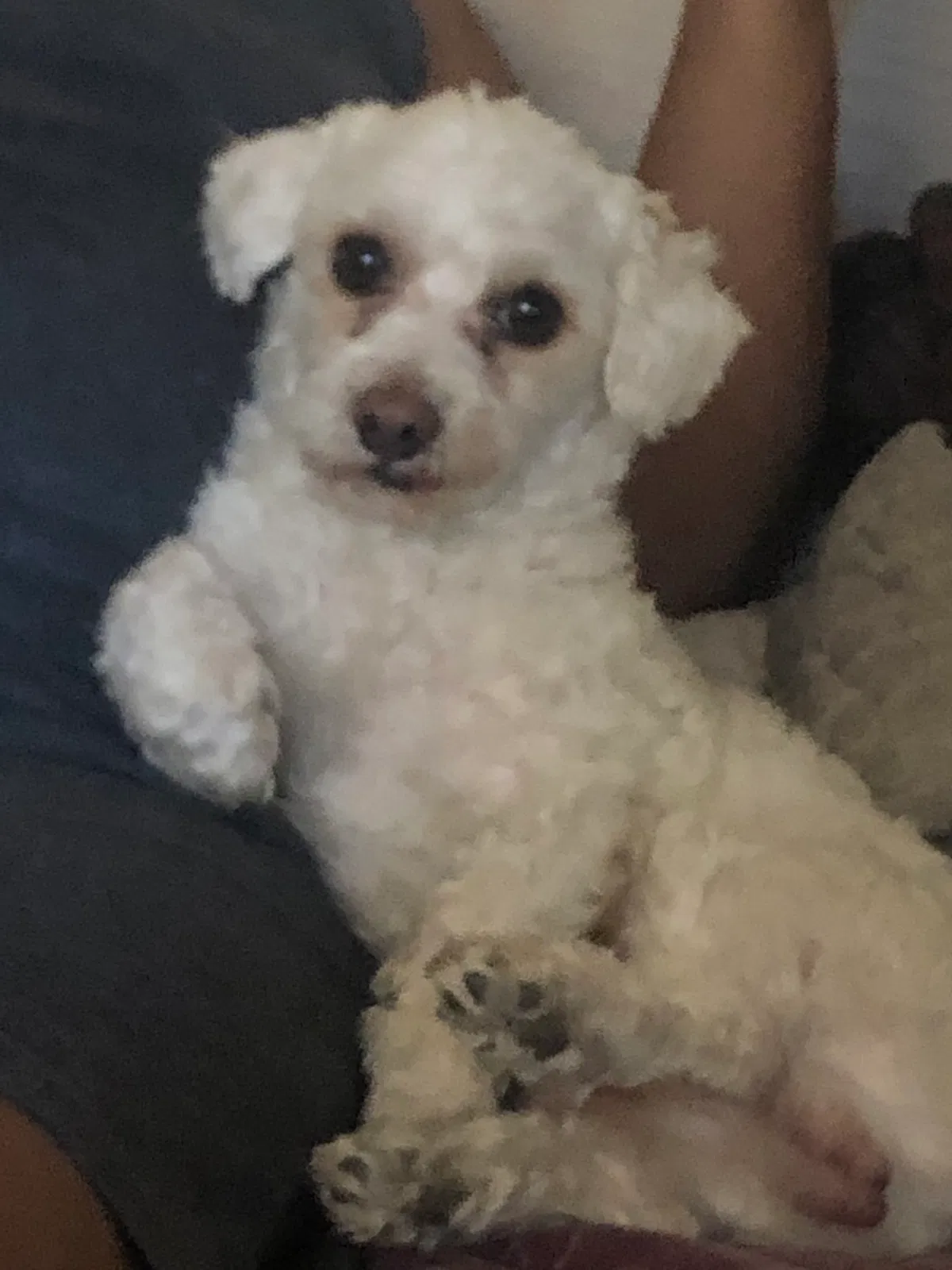 Lost dog in Calexico, CA, 92231
