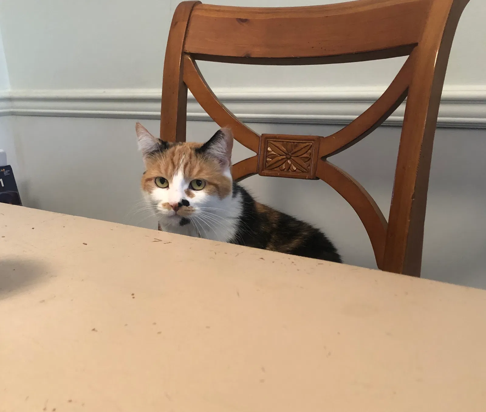Lost cat in Cockeysville, MD, 21030