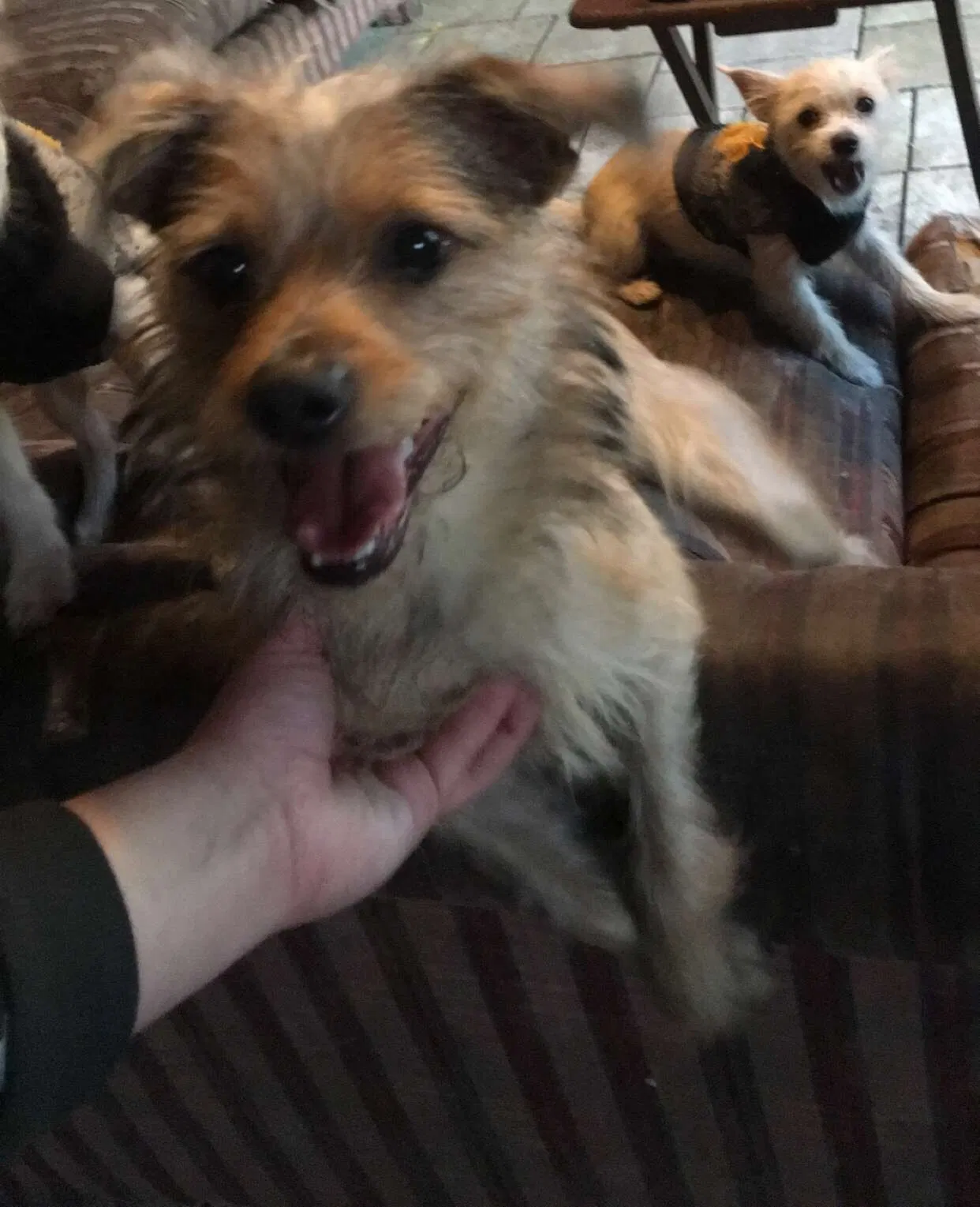Lost dog in Bakersfield, CA, 93304