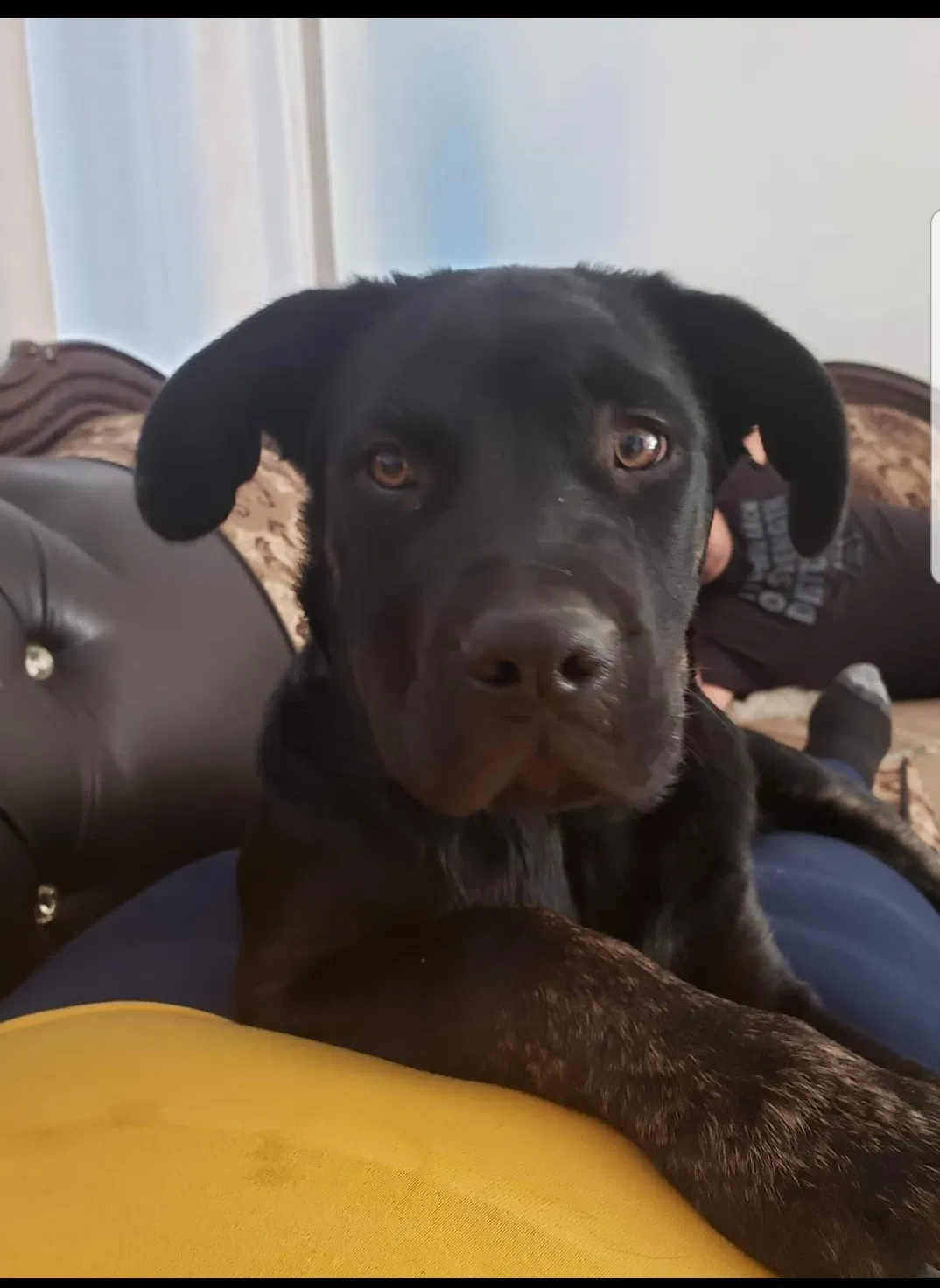 Lost dog in Riverside, CA, 92509