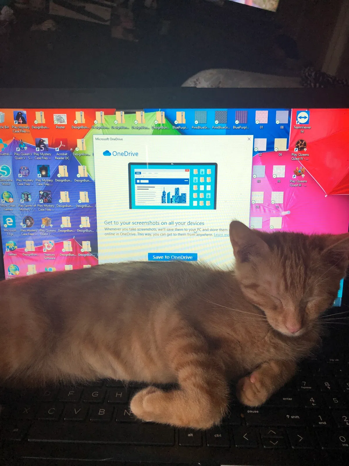 Lost cat in Goose Creek, SC, 29445