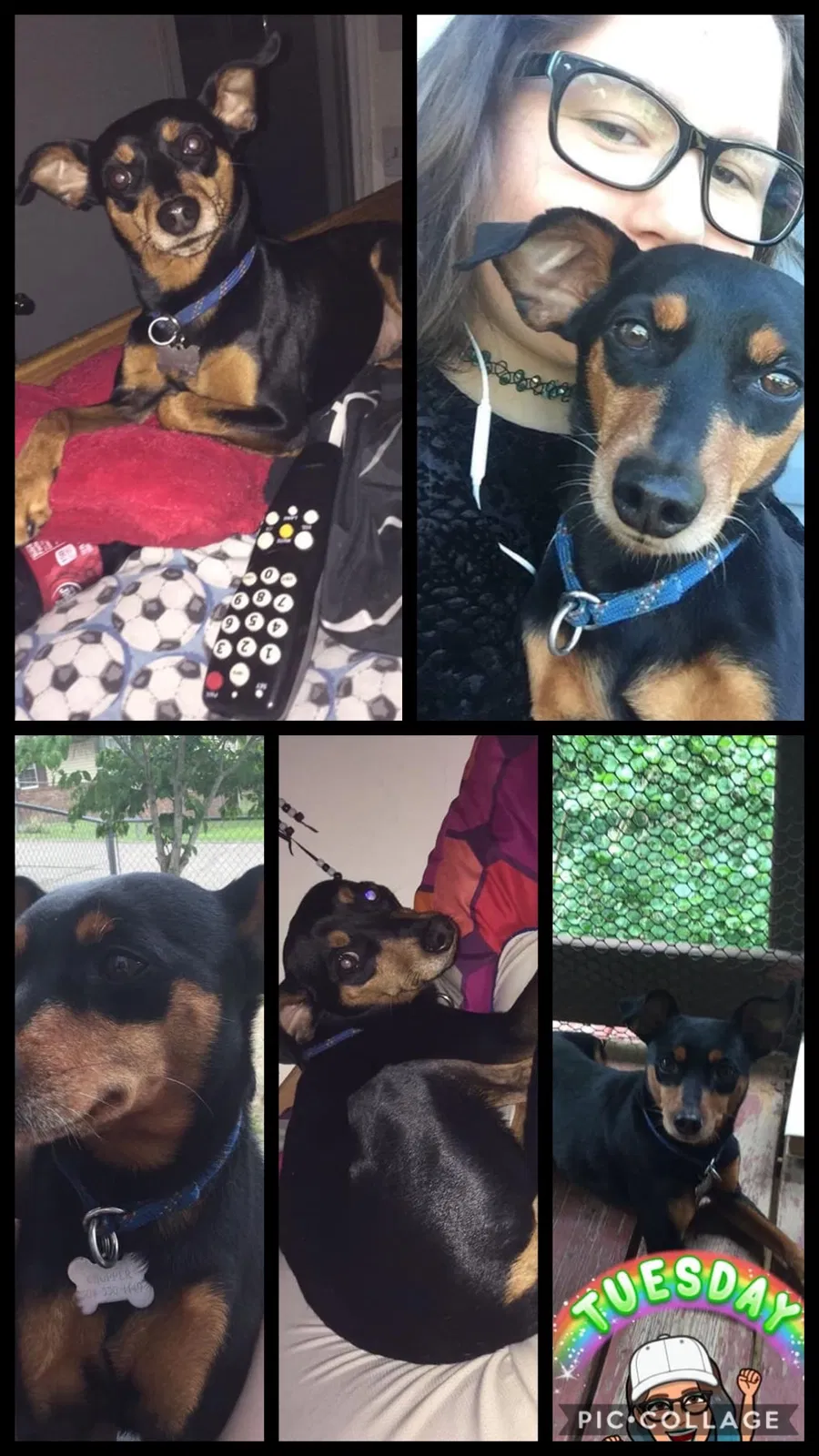 Lost dog in Charleston, WV, 25313