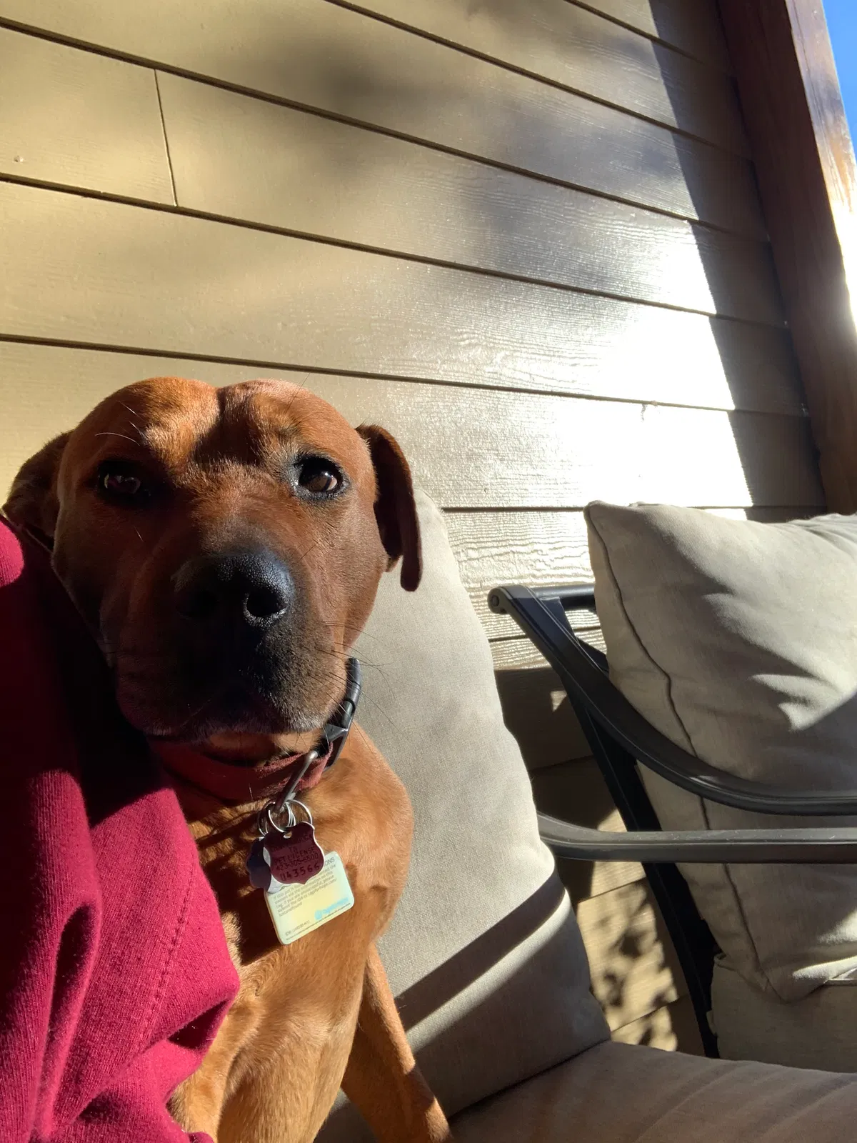 Lost dog in Chattanooga, TN, 37411