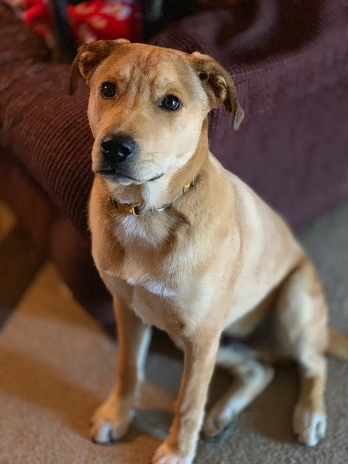 Lost dog in Vilonia, AR, 72173