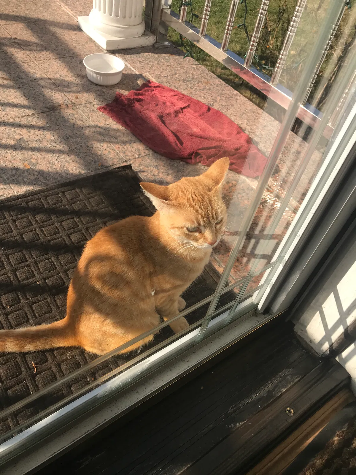 Lost cat in Bellerose, NY, 11426