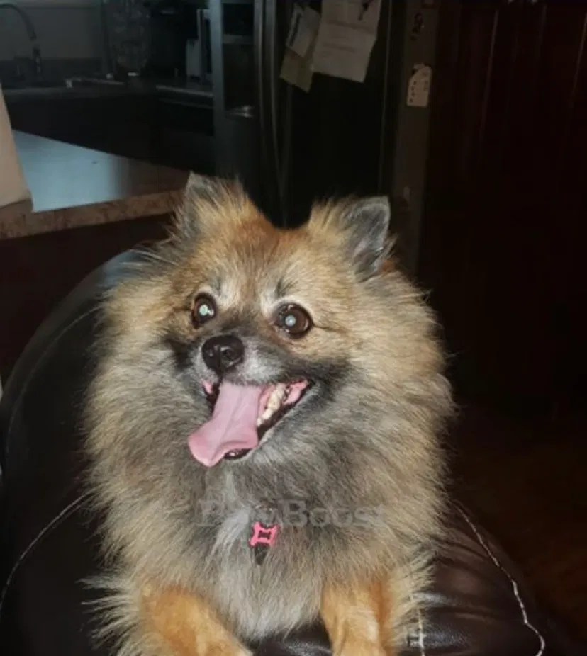 Lost dog in Westminster, CA, 92683