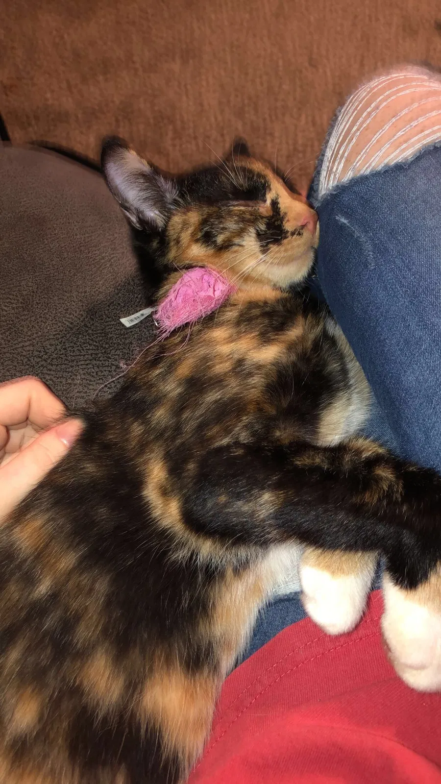 Lost cat in Prattville, AL, 36067