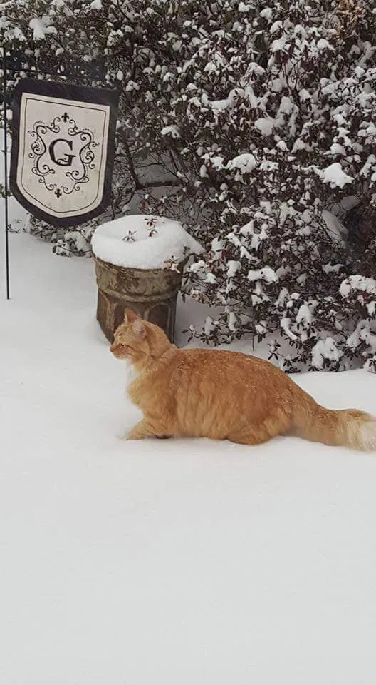 Lost cat in Henrico, VA, 23294