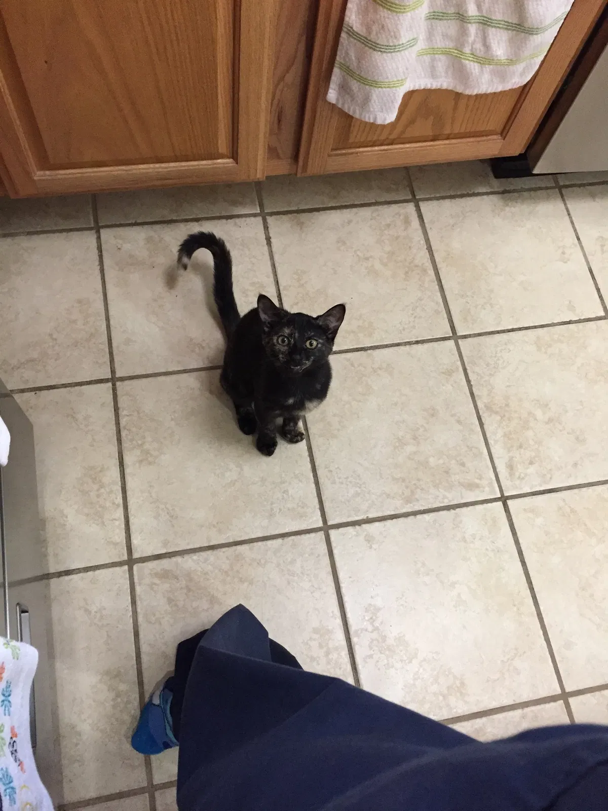 Lost cat in Rio Rancho, NM, 87124