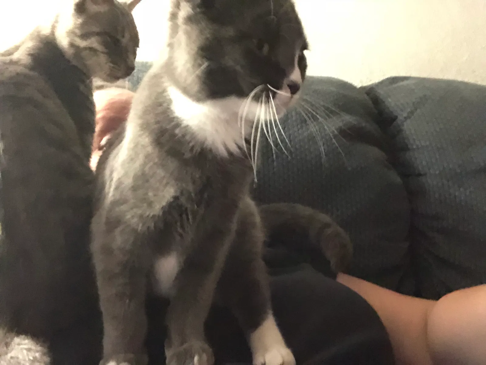 Lost cat in Tracy, CA, 95376