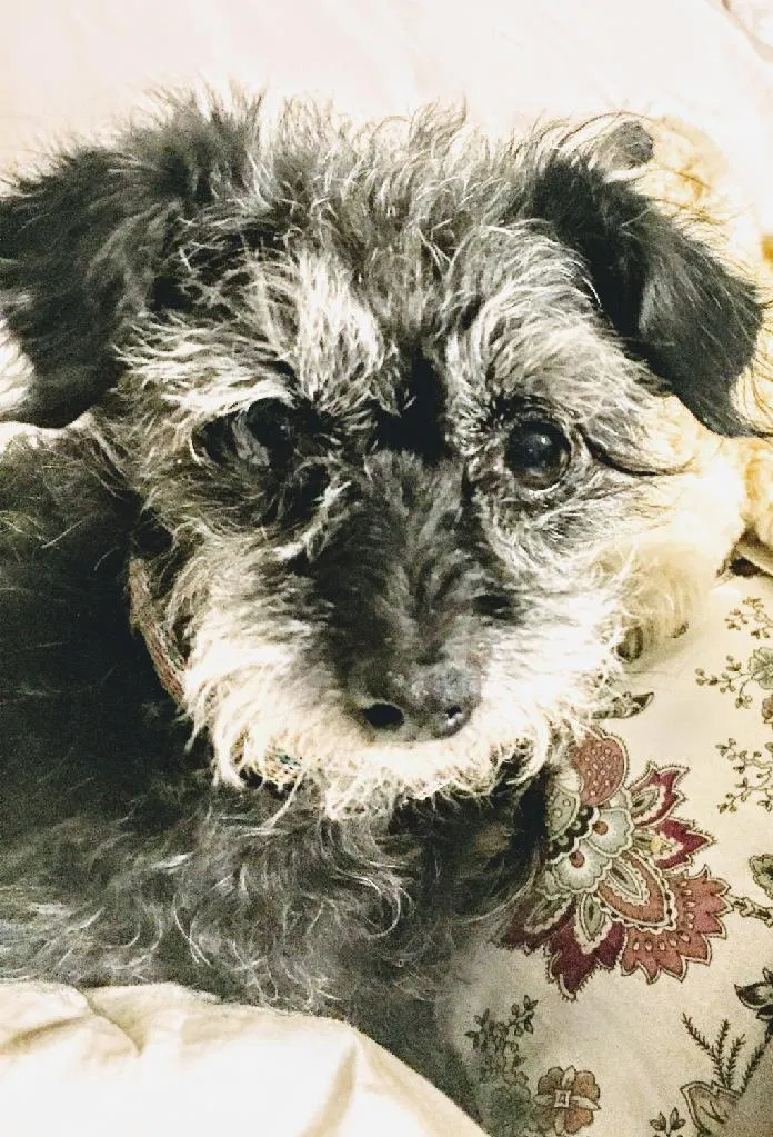 Lost dog in Yuma, AZ, 85365