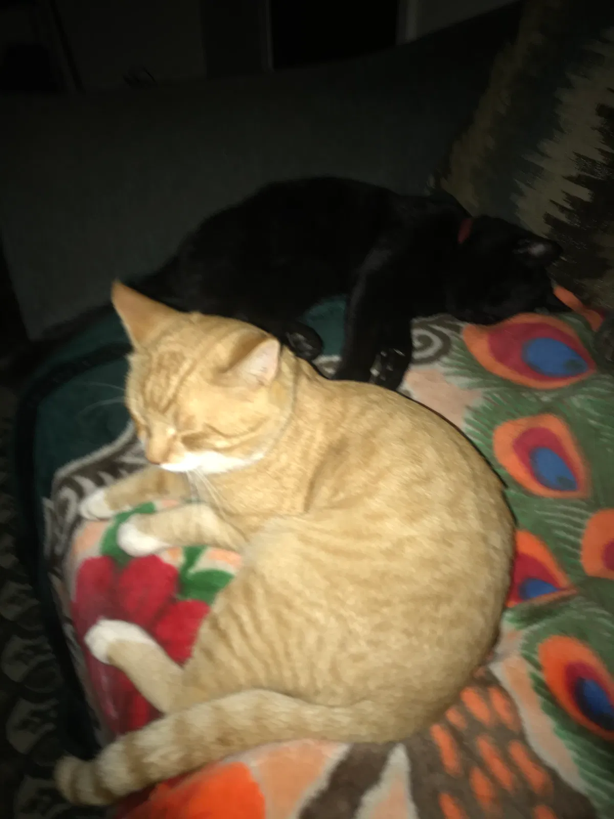 Lost cat in Redding, CA, 96001