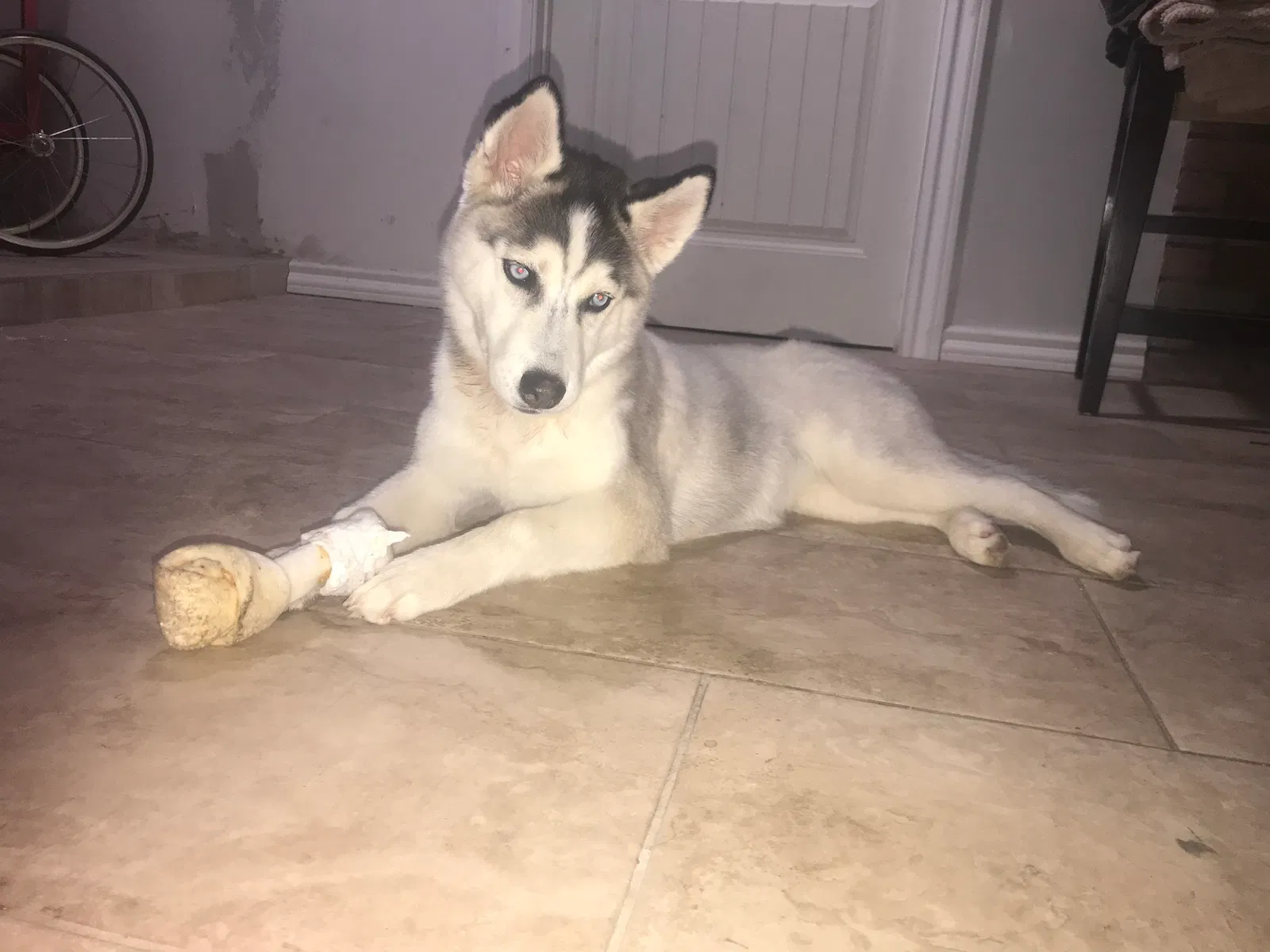 Lost dog in Phoenix, AZ, 85016
