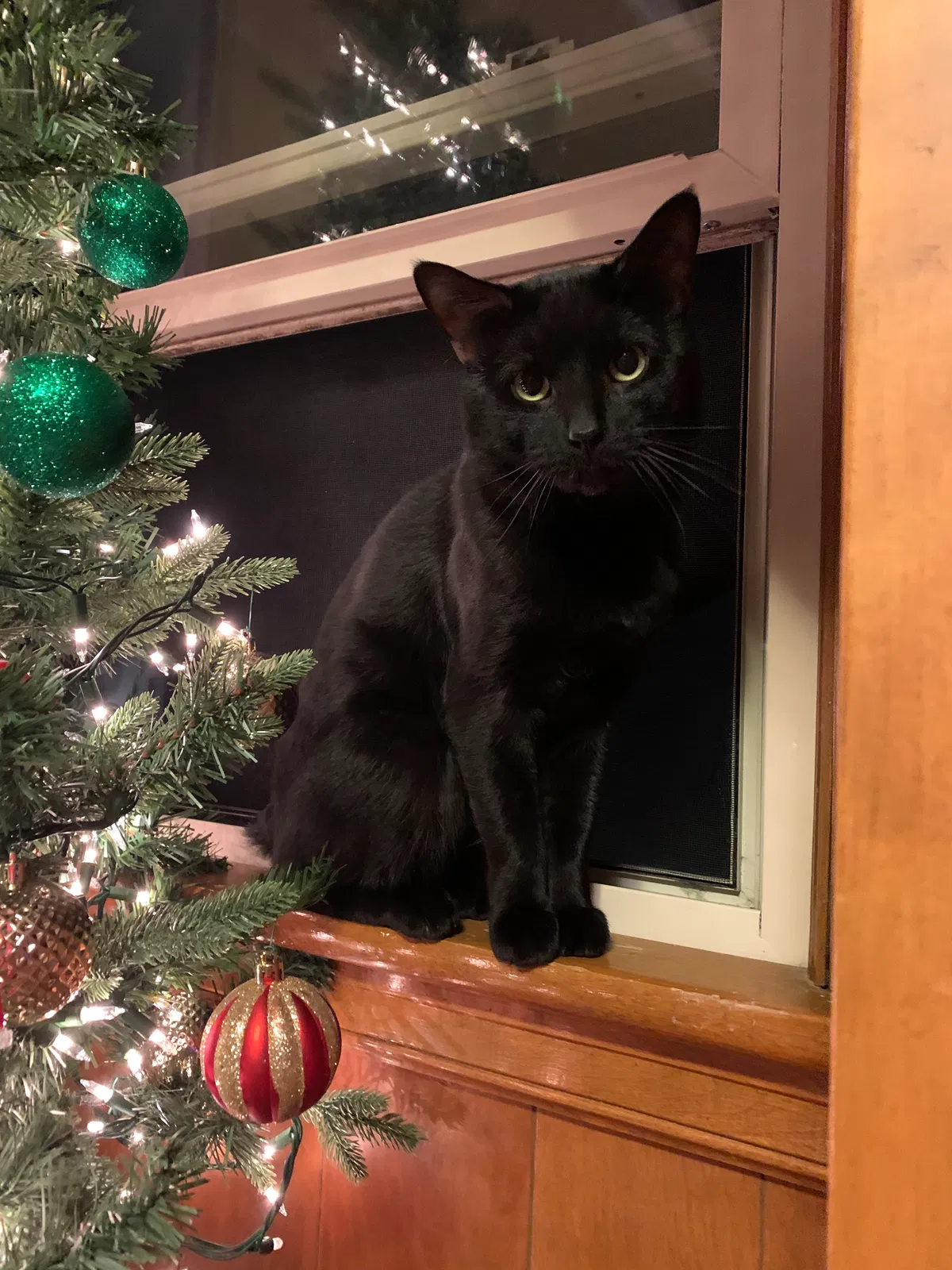 Lost cat in Green Bay, WI, 54303