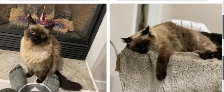 Lost cat in Lake Oswego, OR, 97034