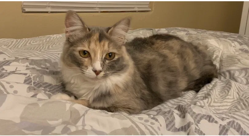Lost cat in Pensacola, FL, 32507