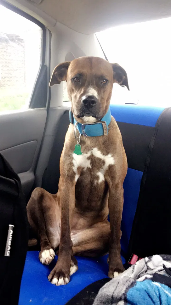 Lost dog in Fulton, MO, 65251