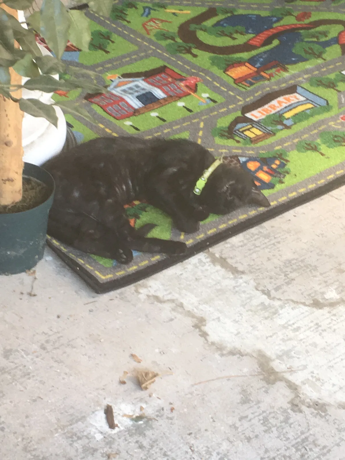 Lost cat in Atlanta, GA, 30338