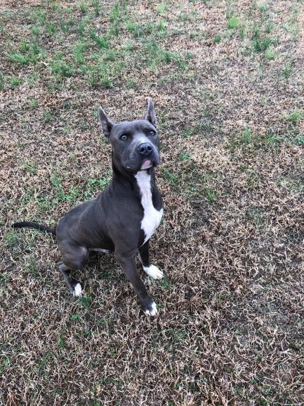 Found dog in Harvest, AL, 35749