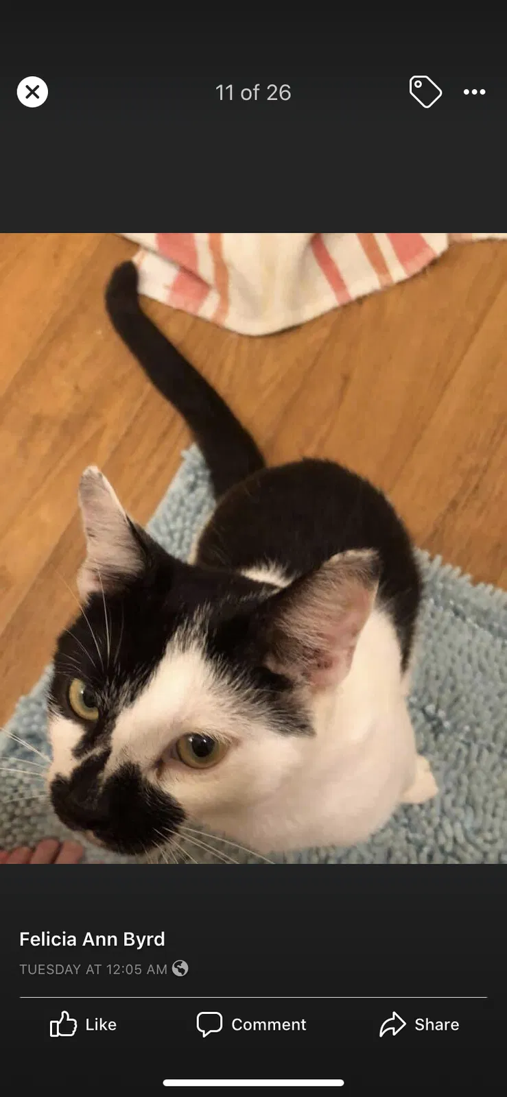 Lost cat in Brandenburg, KY, 40108