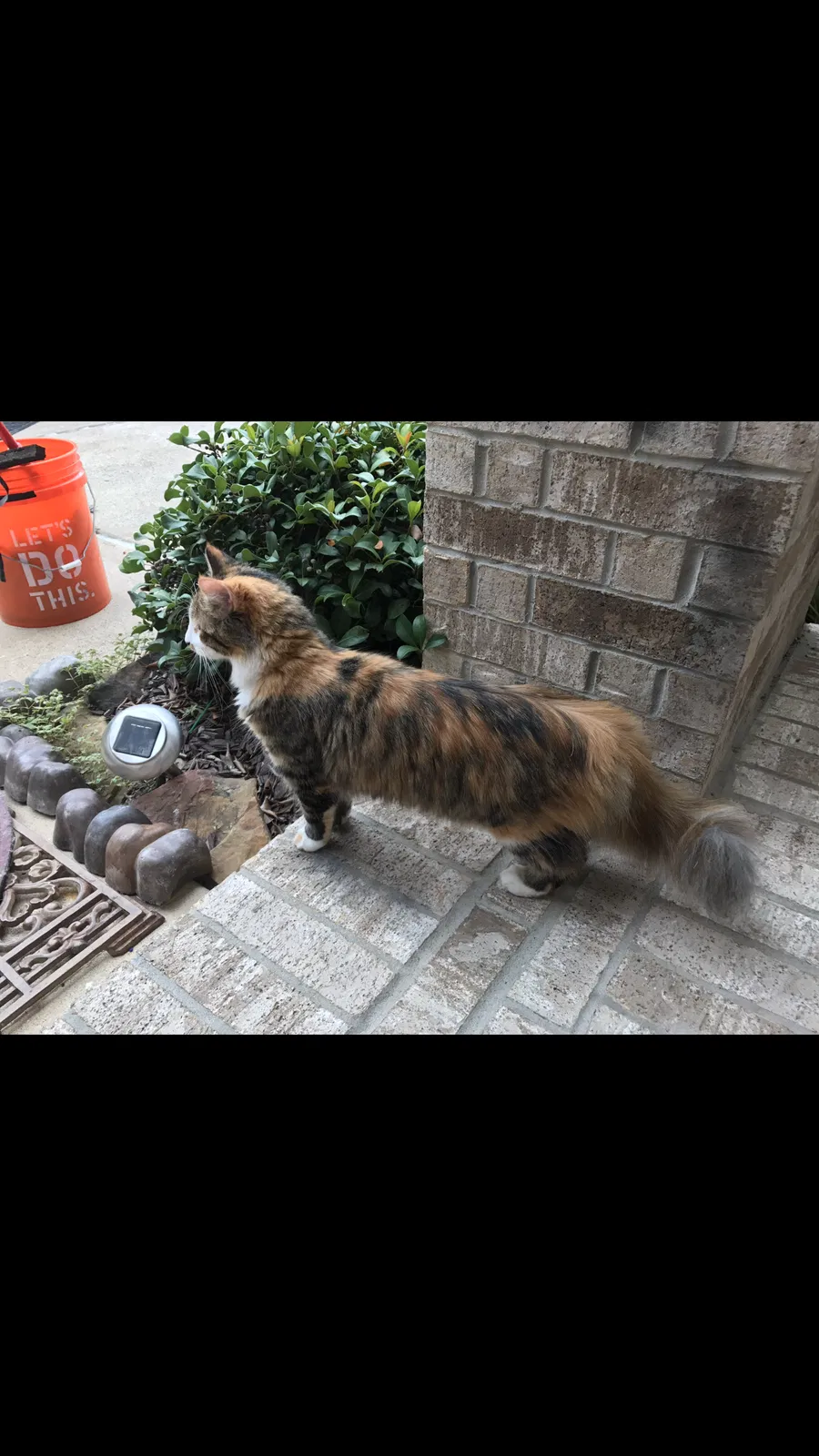 Lost cat in Kingwood, TX, 77339