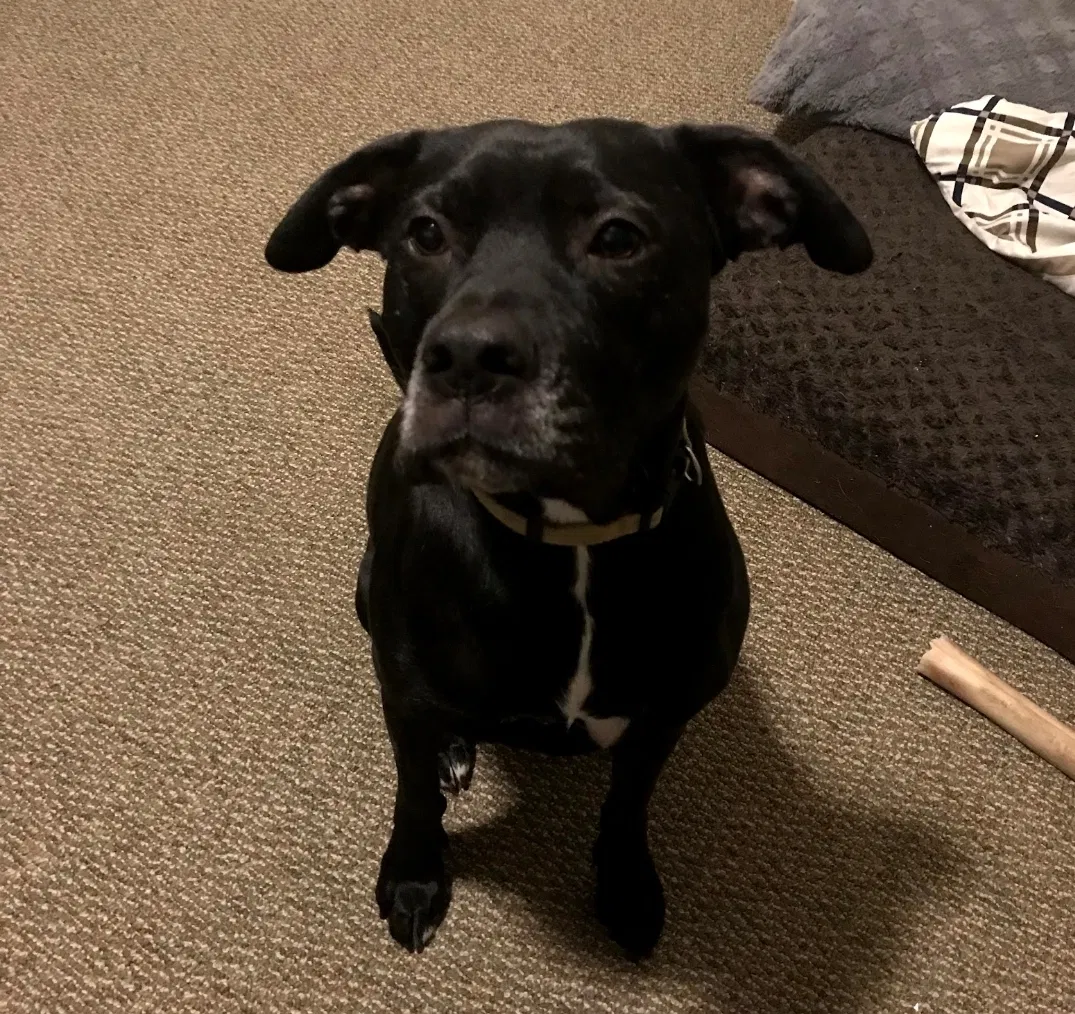 Lost dog in Olympia, WA, 98506