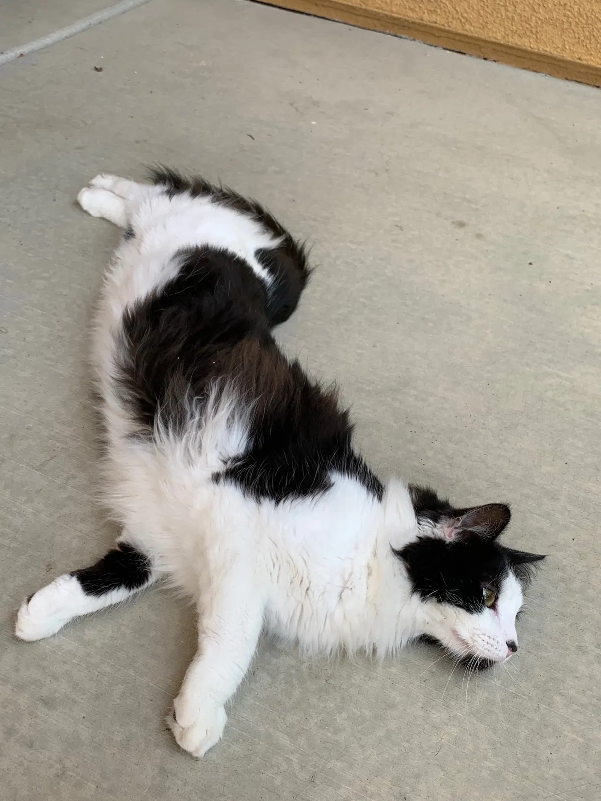 Lost cat in Lake Elsinore, CA, 92532