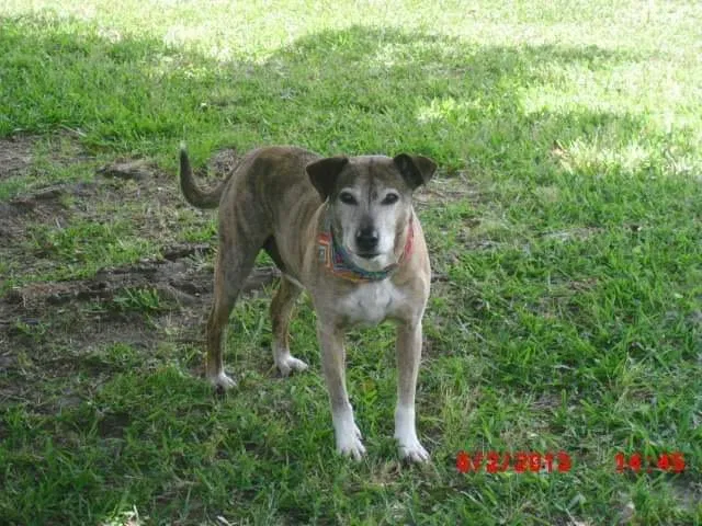 Lost dog in New Bern, NC, 28562