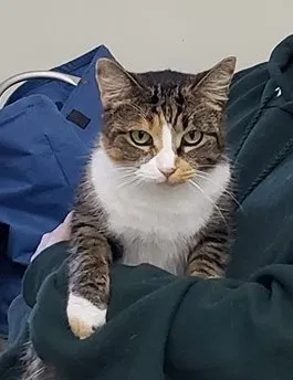 Lost cat in Battle Creek, MI, 49017