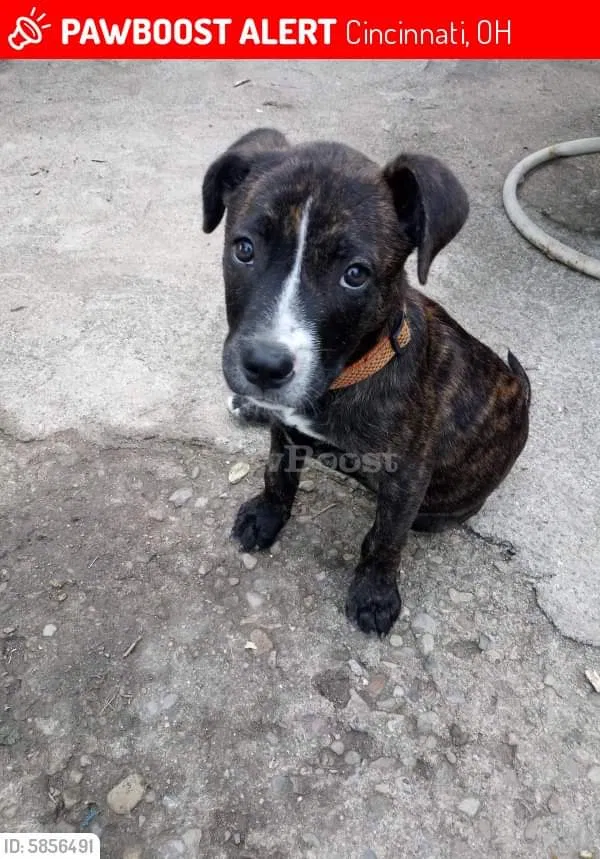 Lost dog in Cincinnati, OH, 45238