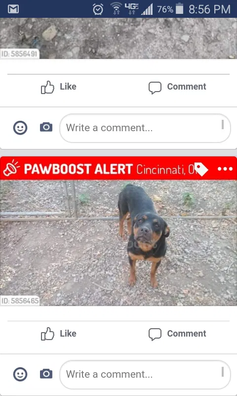 Lost dog in Cincinnati, OH, 45238
