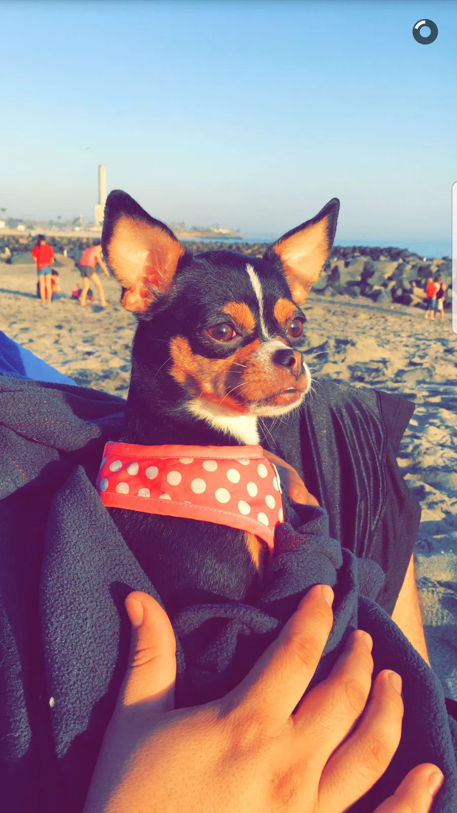 Lost dog in Vista, CA, 92081