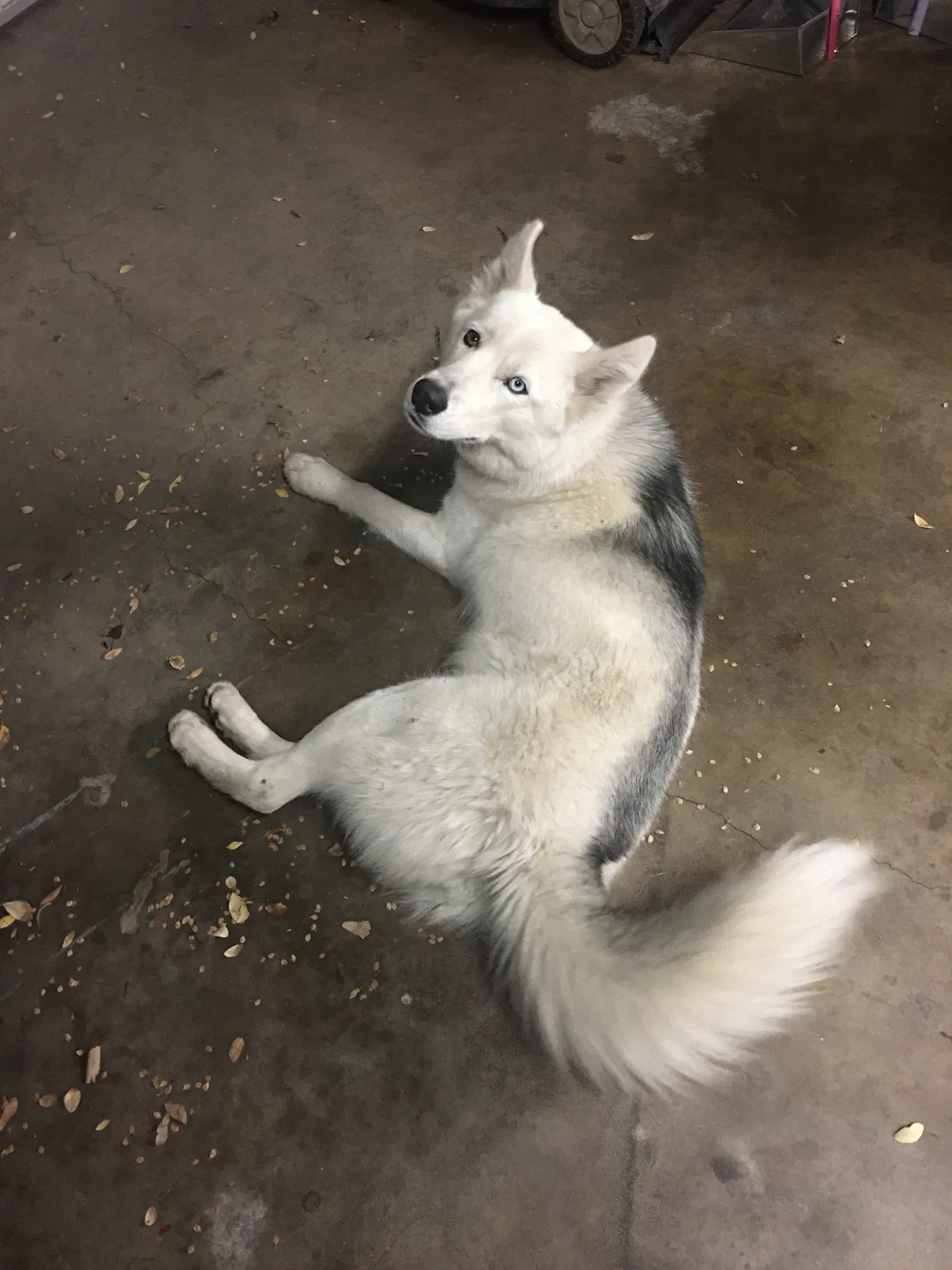Found dog in San Bernardino, CA, 92407