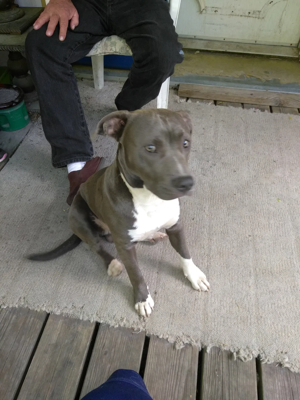 Lost dog in Oroville, CA, 95965