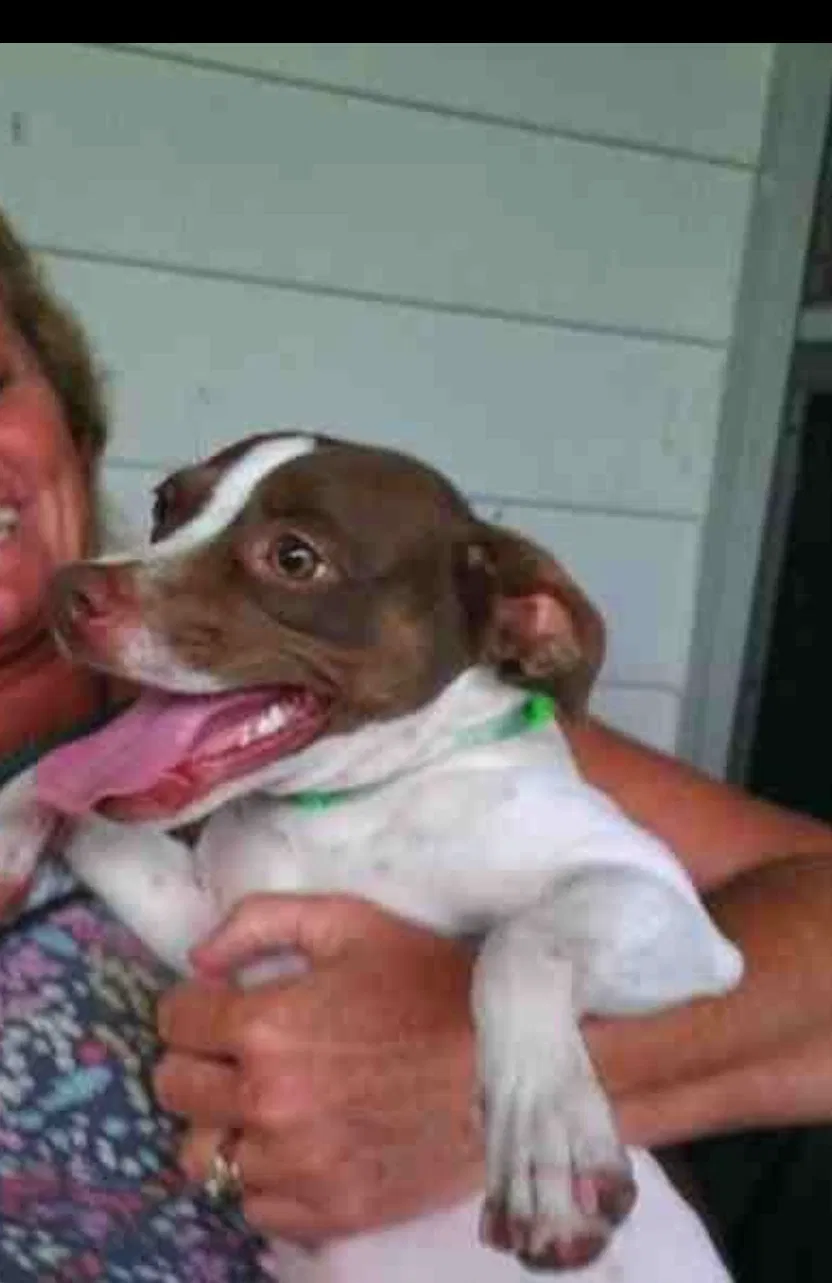 Lost dog in Lakeland, FL, 33803