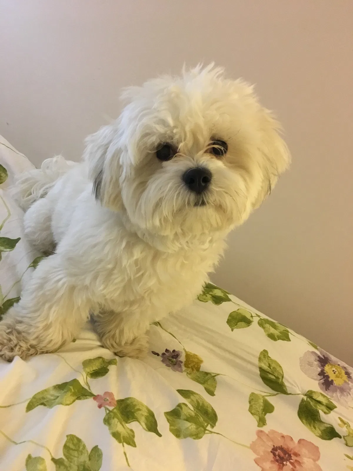 Lost dog in Troy, MI, 48085