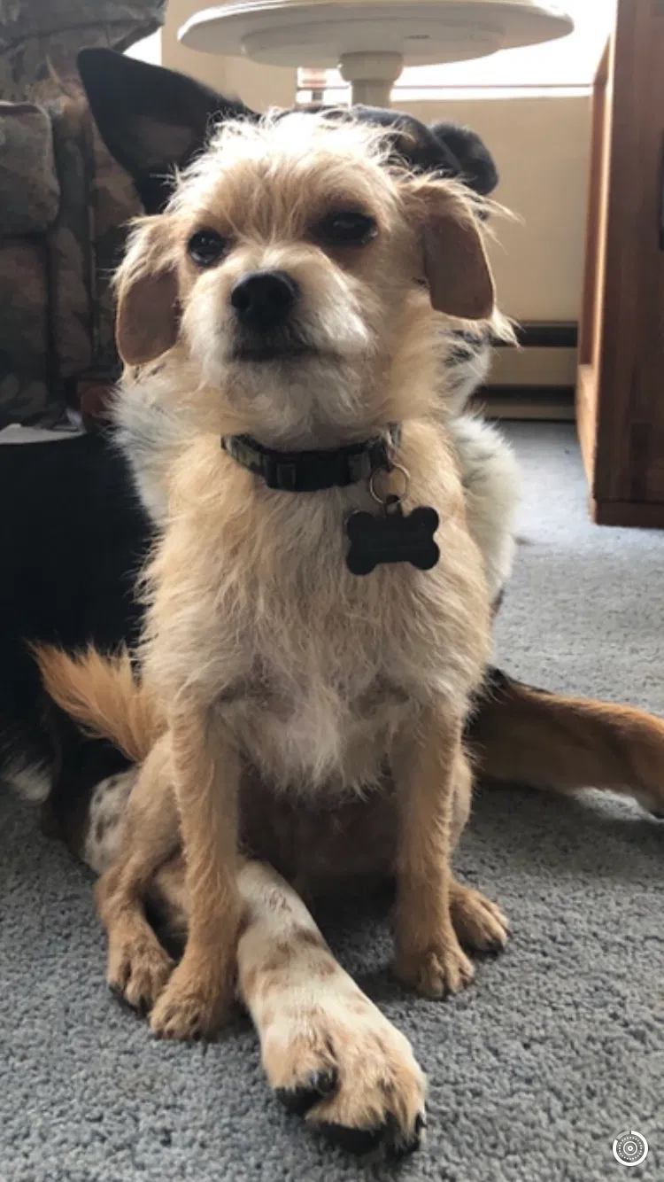 Lost dog in Snoqualmie, WA, 98065