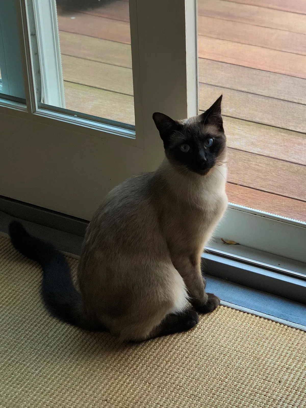 Lost cat in Wilton, CT, 6897