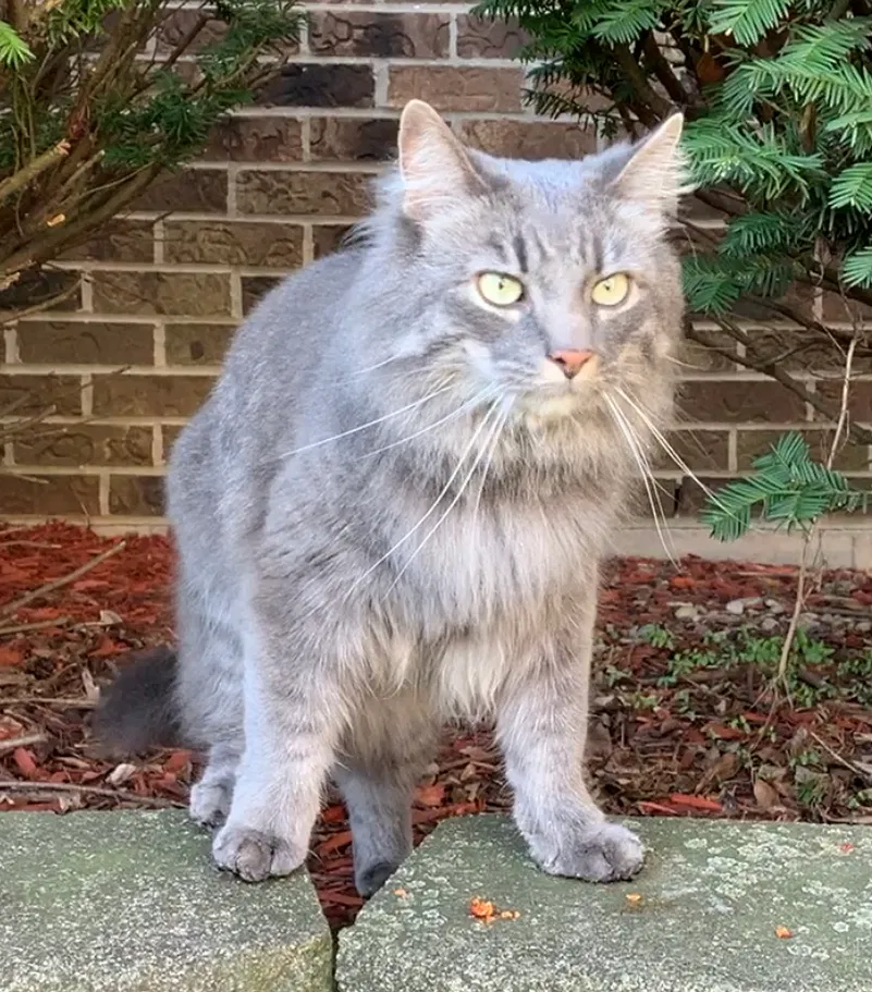Lost cat in Aurora, IL, 60504