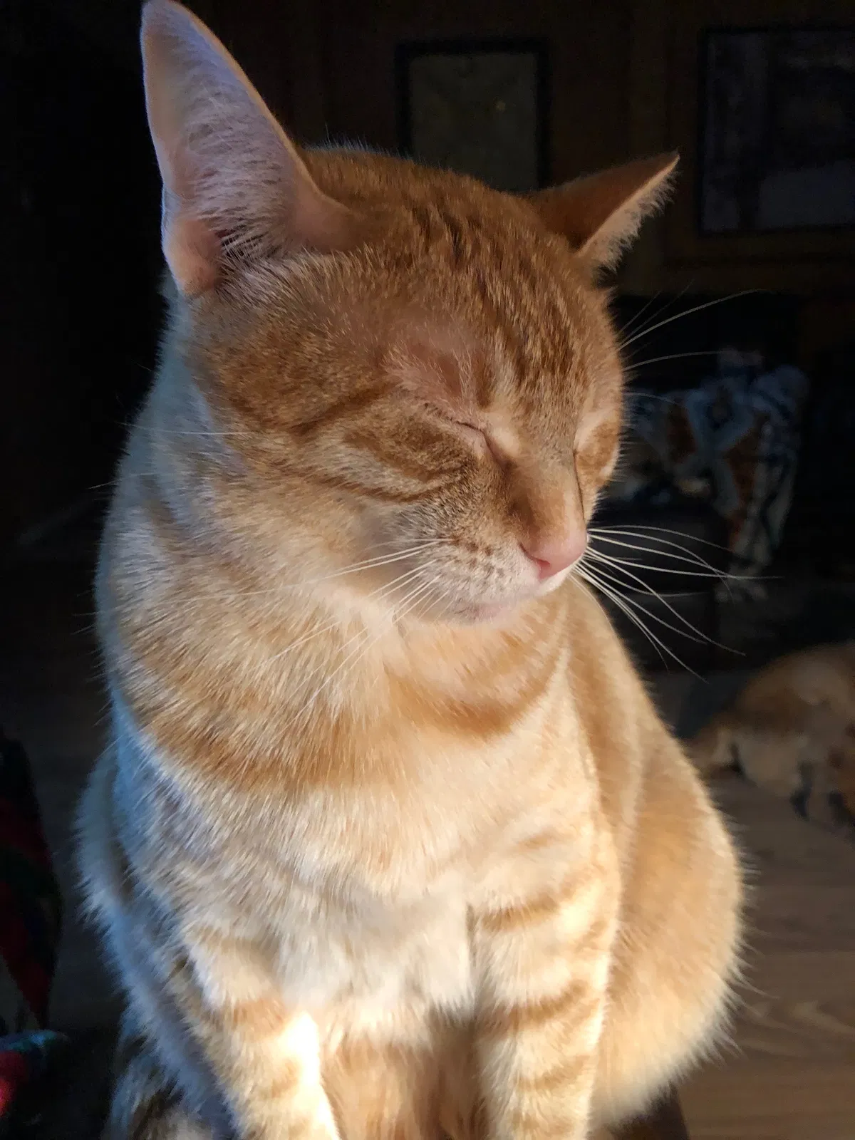 Lost cat in Burleson, TX, 76028