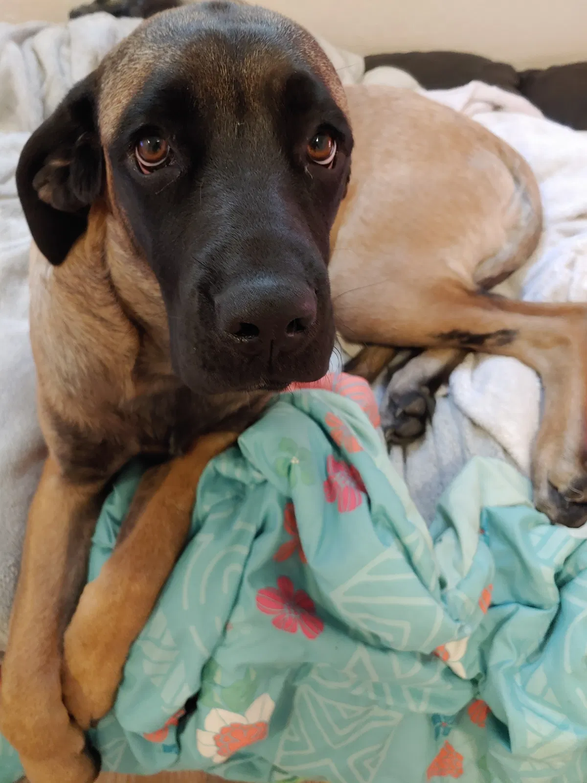 Lost dog in Westminster, CO, 80030