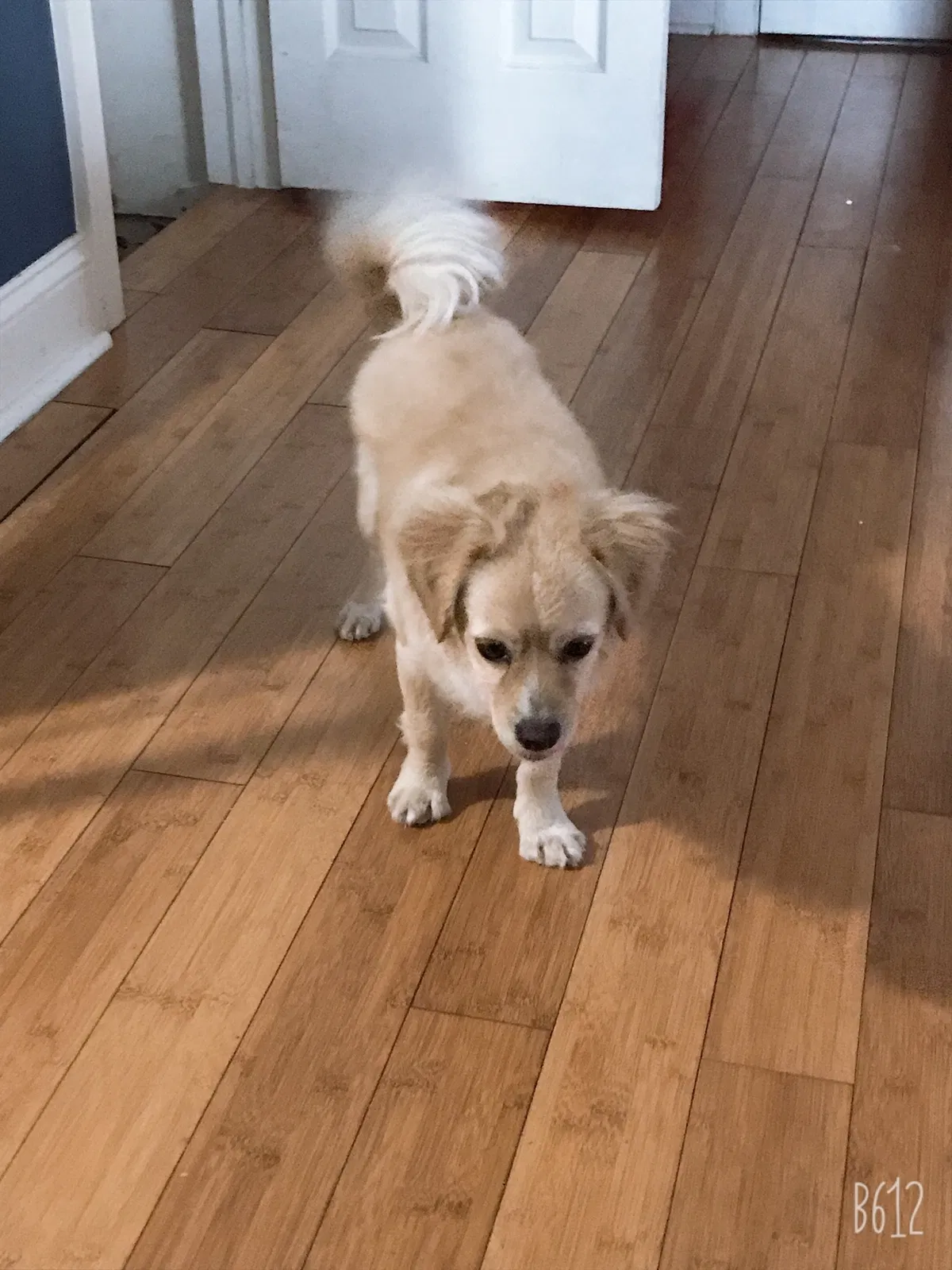 Lost dog in Clementon, NJ, 8021
