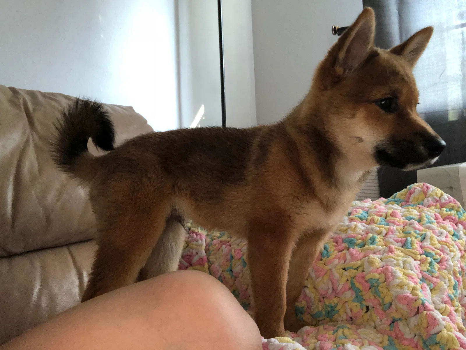 Lost dog in Federal Way, WA, 98023